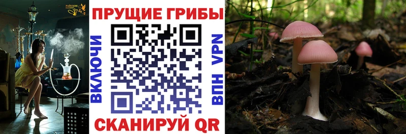 Галлюциногенные грибы Psilocybe  как найти наркотики  даркнет официальный сайт  Обнинск 